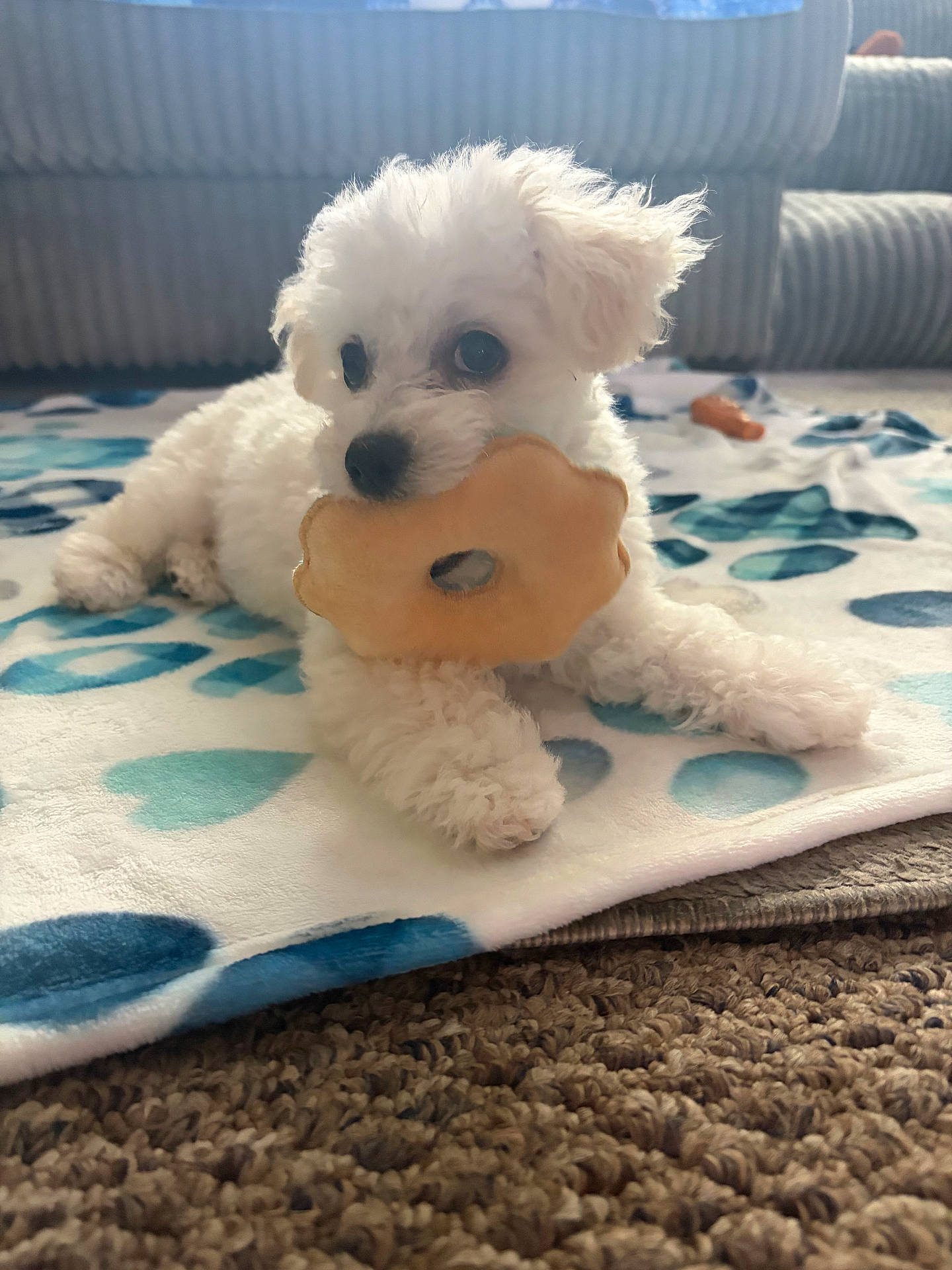 Toby