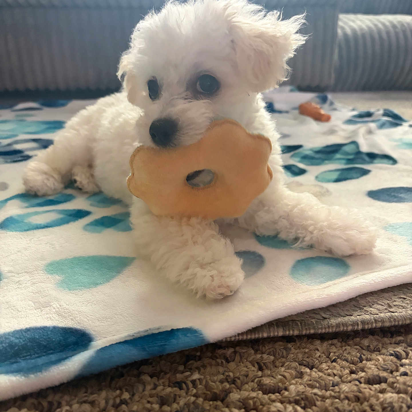 Toby