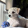 Toby joined the competition — help win amazing prizes! animal, blanket, blinds, companion, cozy, curly_fur, cute, dog, furniture, indoor, natural_light, pet, plant, portrait, relaxed, rope_toy, side_view, toy, white_dog, window