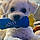 Toby