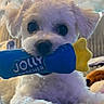 adorable, animal, blue, closeup, cozy, cute, dog, face, fluffy, fur, indoor, looking, mouth, pet, playing, puppy, small_dog, soft_light, toy, yellow