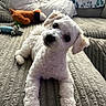 Toby is registered to the contest to win money with this photo: animal, companion, couch, cozy, curly_fur, cute, dog, head_tilt, home, indoor, laying_down, pet, pillow, playful, plush_toy, relaxed, small_dog, soft_fur, texture, white_dog