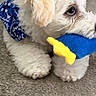 Toby joined the competition — help win amazing prizes! puppy, dog, toy, bandana, carpet, white_fur, pet, cute, playful, indoor, small_dog, fluffy, animal, chewing, blue, yellow, young_dog, domestic_animal, adorable, fur
