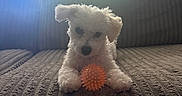 Toby joined the competition — help win amazing prizes! animal, blinds, brown_couch, couch, cozy, dog, fluffy, furniture, home, indoor, orange_ball, pet, playful, puppy, relaxing, small_dog, sunlight, texture, toy, window