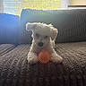 animal, blinds, brown_couch, couch, cozy, dog, fluffy, furniture, home, indoor, orange_ball, pet, playful, puppy, relaxing, small_dog, sunlight, texture, toy, window