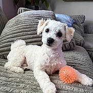 Toby joined the competition — help win amazing prizes! companion, couch, cozy, curious, cute, dog, domestic_animal, fluffy, fur, indoor, living_room, orange_ball, pet, pillows, plant, playful, relaxed, small_dog, toy, white_dog