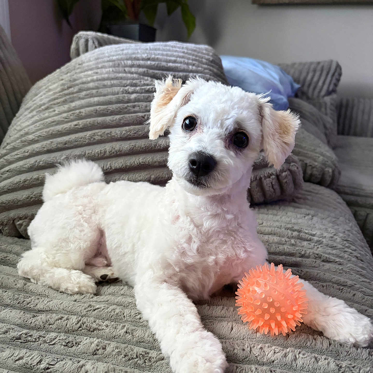 Toby