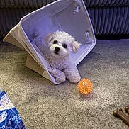 Toby is registered to the contest to win money with this photo: puppy, dog, white_dog, small_dog, toy, orange_ball, fabric_basket, carpet, sofa, indoor, pet, cute, playful, fluffy, animal, cozy, knots, soft_lighting, relaxed, funny