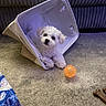 puppy, dog, white_dog, small_dog, toy, orange_ball, fabric_basket, carpet, sofa, indoor, pet, cute, playful, fluffy, animal, cozy, knots, soft_lighting, relaxed, funny