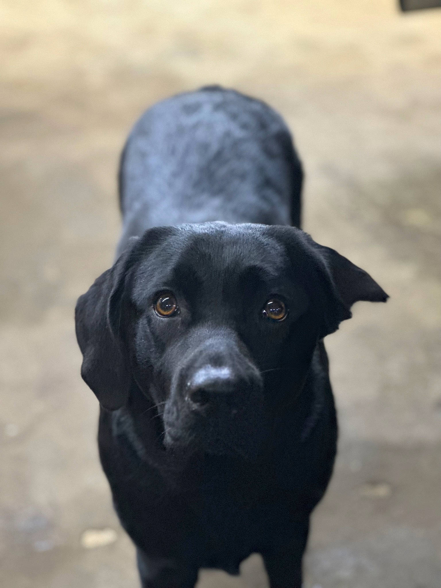 Willow is registered to the contest to win money with this photo: borador, canidae, carnivore, companion_dog, dog, dog_breed, electric_blue, eye, gun_dog, hunting_dog, plant, snout, sporting_group, terrestrial_animal, working_animal