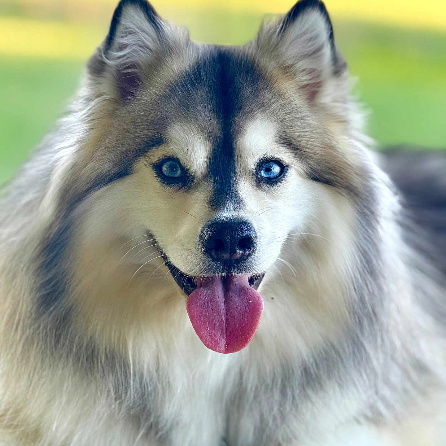 Veta joined the competition — help win amazing prizes! dog, blue_eyes, fluffy, tongue_out, close_up, portrait, canine, pet, animal, fur, ears, nose, happy, outdoor, nature, friendly, muzzle, tongue, domestic_animal, companion