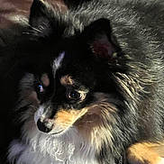 Auggie joined the competition — help win amazing prizes! dog, fluffy, black, tan, white_chest, pet, animal, indoor, closeup, fur, cute, portrait, canine, laying, face, ears, whiskers, eyes, domestic_animal, relaxed