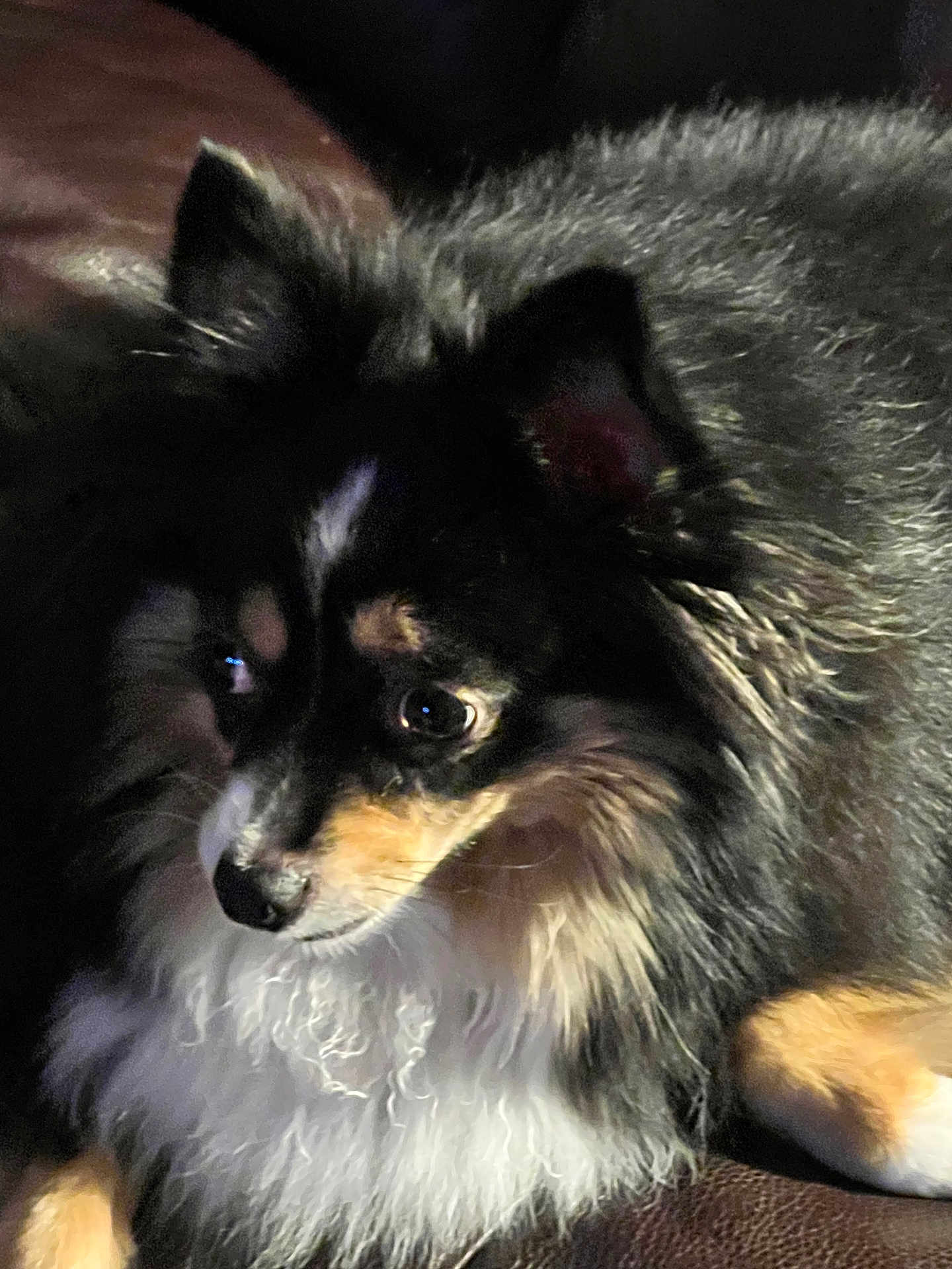 Auggie joined the competition — help win amazing prizes! dog, fluffy, black, tan, white_chest, pet, animal, indoor, closeup, fur, cute, portrait, canine, laying, face, ears, whiskers, eyes, domestic_animal, relaxed