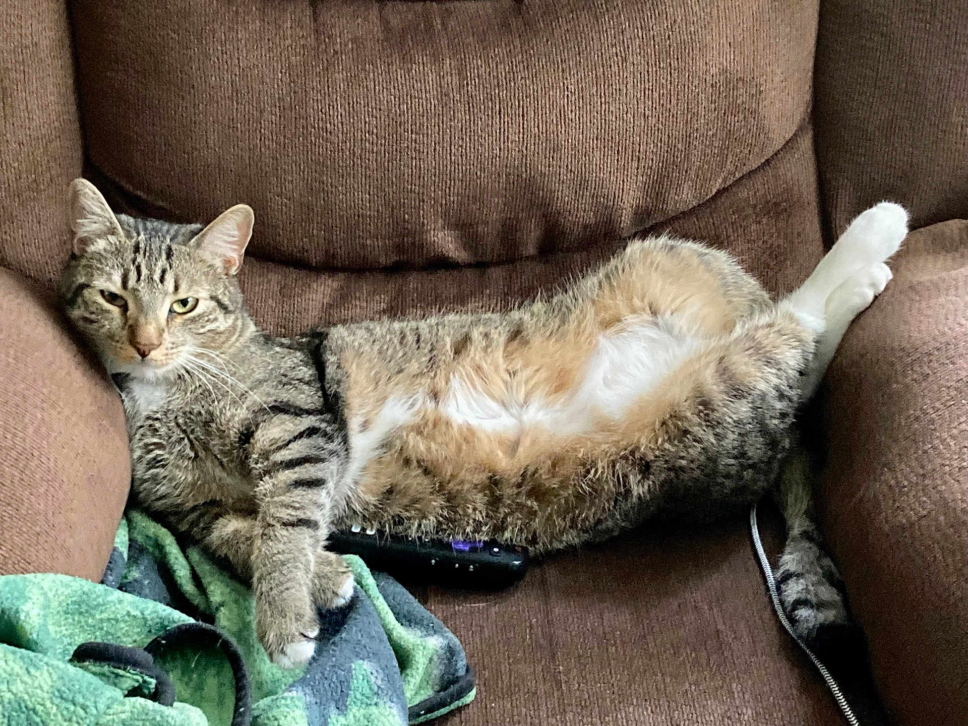 Neko is registered to the contest to win money with this photo: cat, tabby, feline, relaxed, armchair, brown, cozy, blanket, remote, indoor, pet, fur, whiskers, paws, couch, resting, lazy, comfortable, striped, domestic_cat