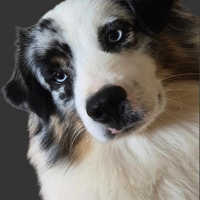 Fizz a rejoint le concours — aidez-le/la à gagner de superbes lots ! dog, puppy, black_and_white, fluffy, fur, portrait, close_up, face, eyes, nose, ears, head, tilted_head, cute, adorable, alert, outdoor, dark_background, animal, photography