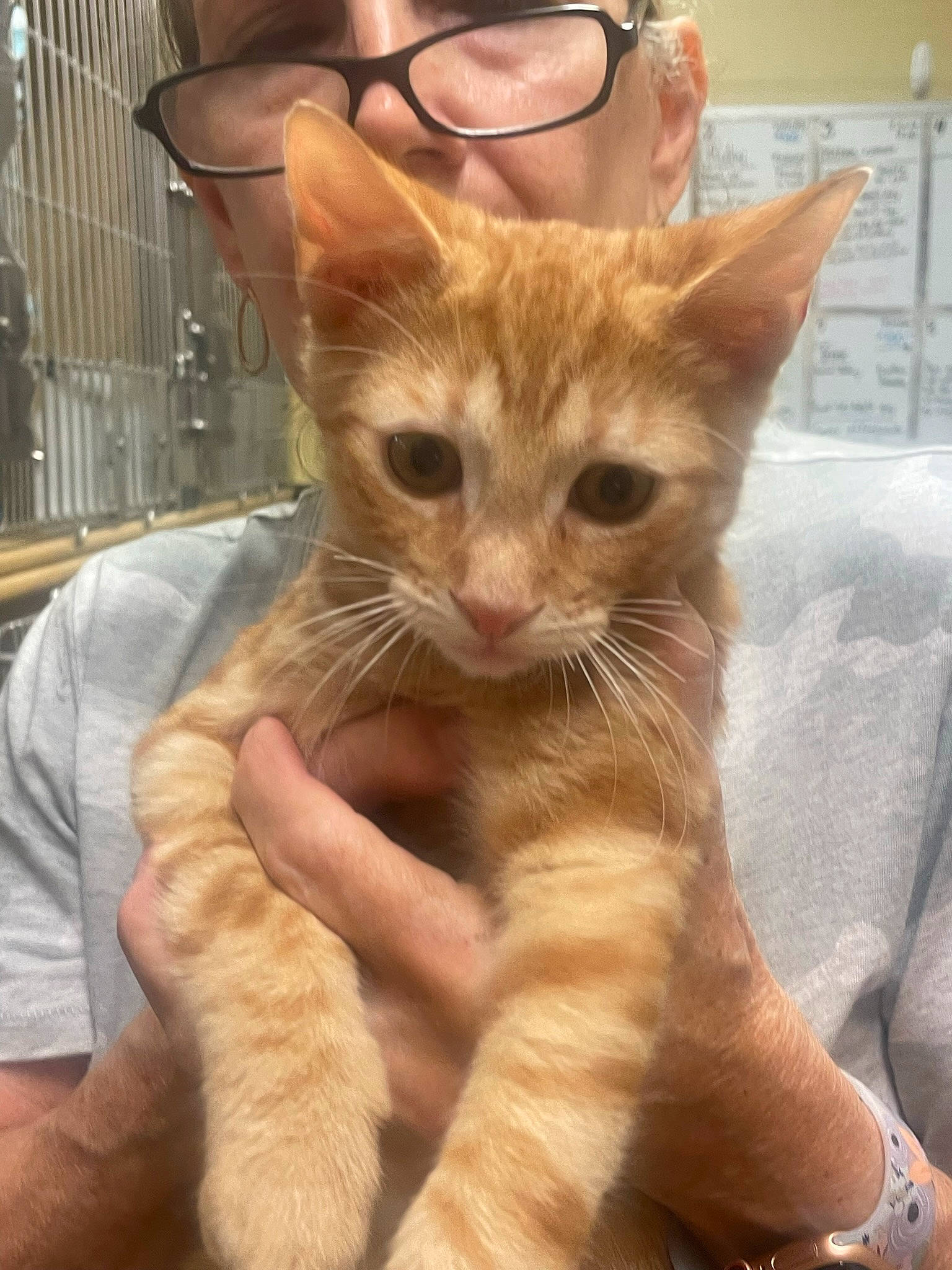 Dunkin joined the competition — help win amazing prizes! carnivore, cat, claw, comfort, domestic_short_haired_cat, ear, eyewear, fawn, felidae, fur, gesture, glasses, nail, paw, small_to_medium_sized_cats, snout, tail, vision_care, watch, whiskers