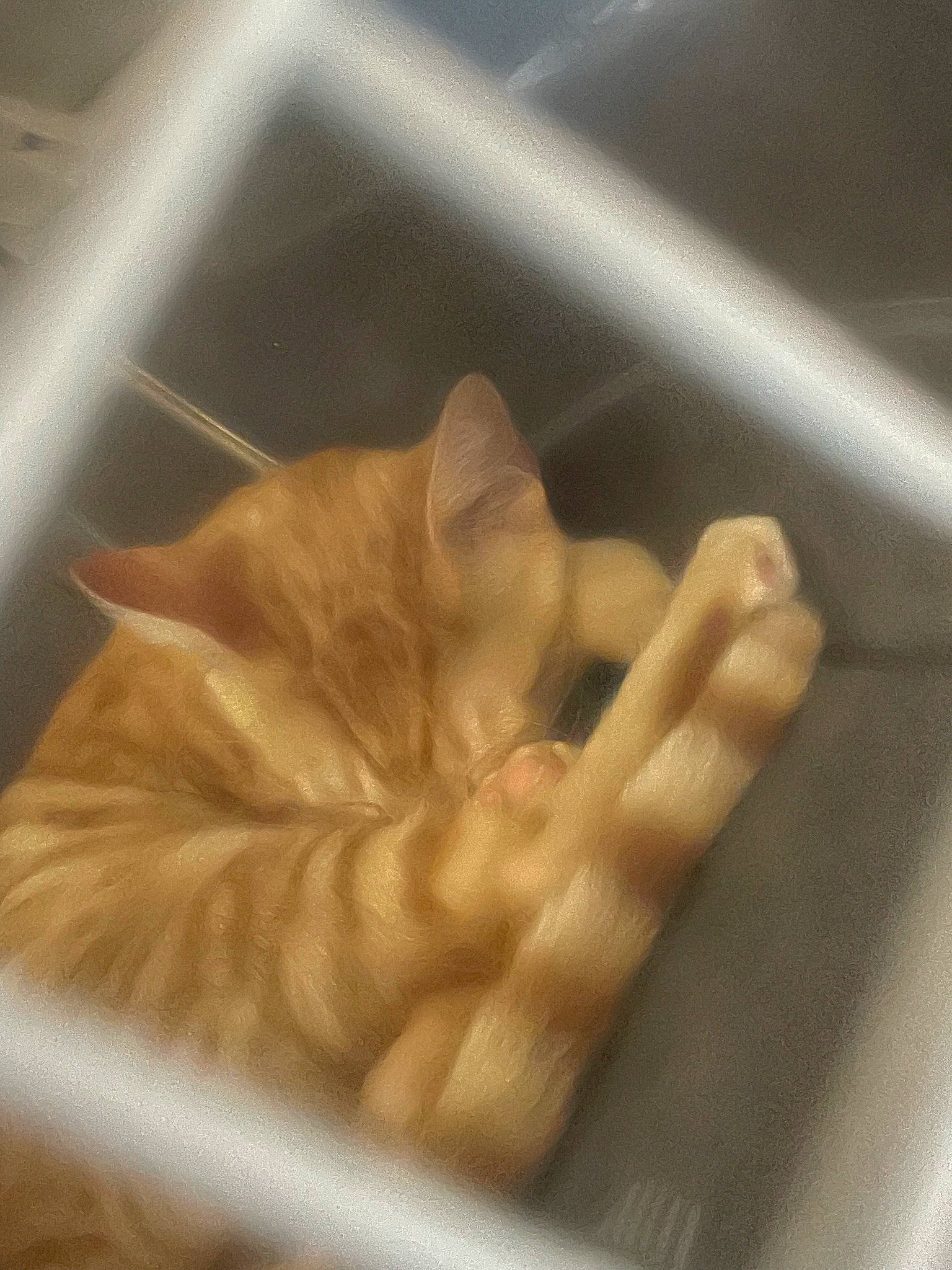 Dunkin joined the competition — help win amazing prizes! cat, claw, cuisine, dish, felidae, fur, gesture, ingredient, jaw, junk_food, metal, paw, sign_language, small_to_medium_sized_cats, thumb, whiskers, wood