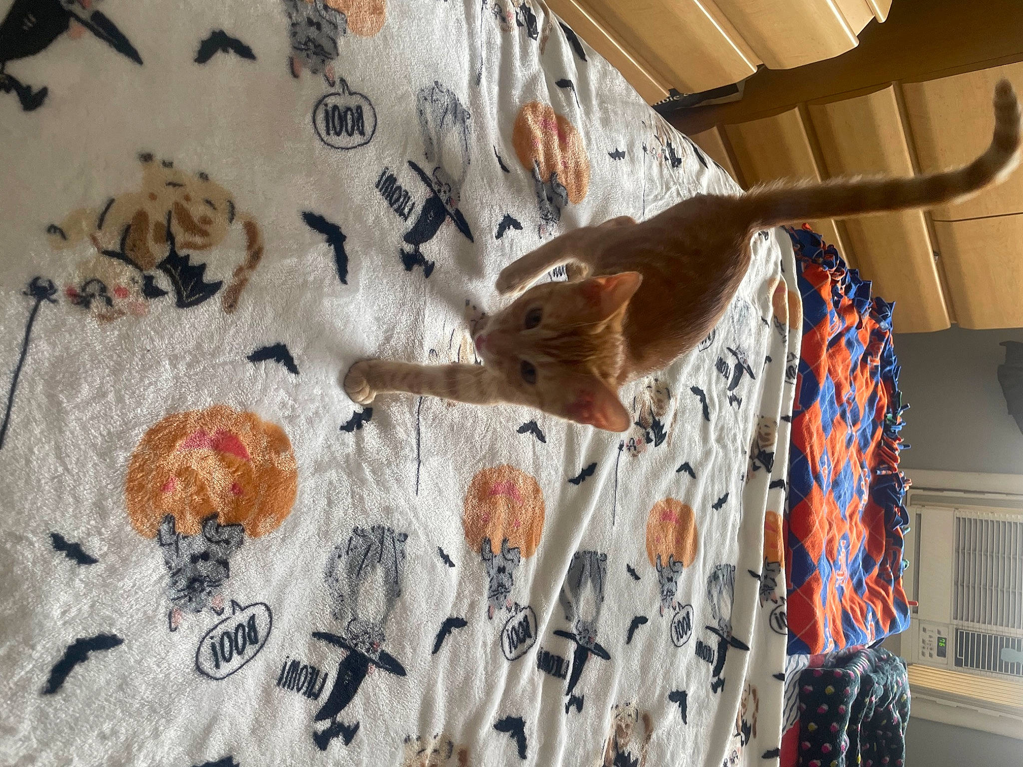 Dunkin joined the competition — help win amazing prizes! art, canidae, ceiling, dog, fawn, flooring, fur, linens, mural, paint, pattern, plant, room, sporting_group, t_shirt, toy, tree, visual_arts, wood