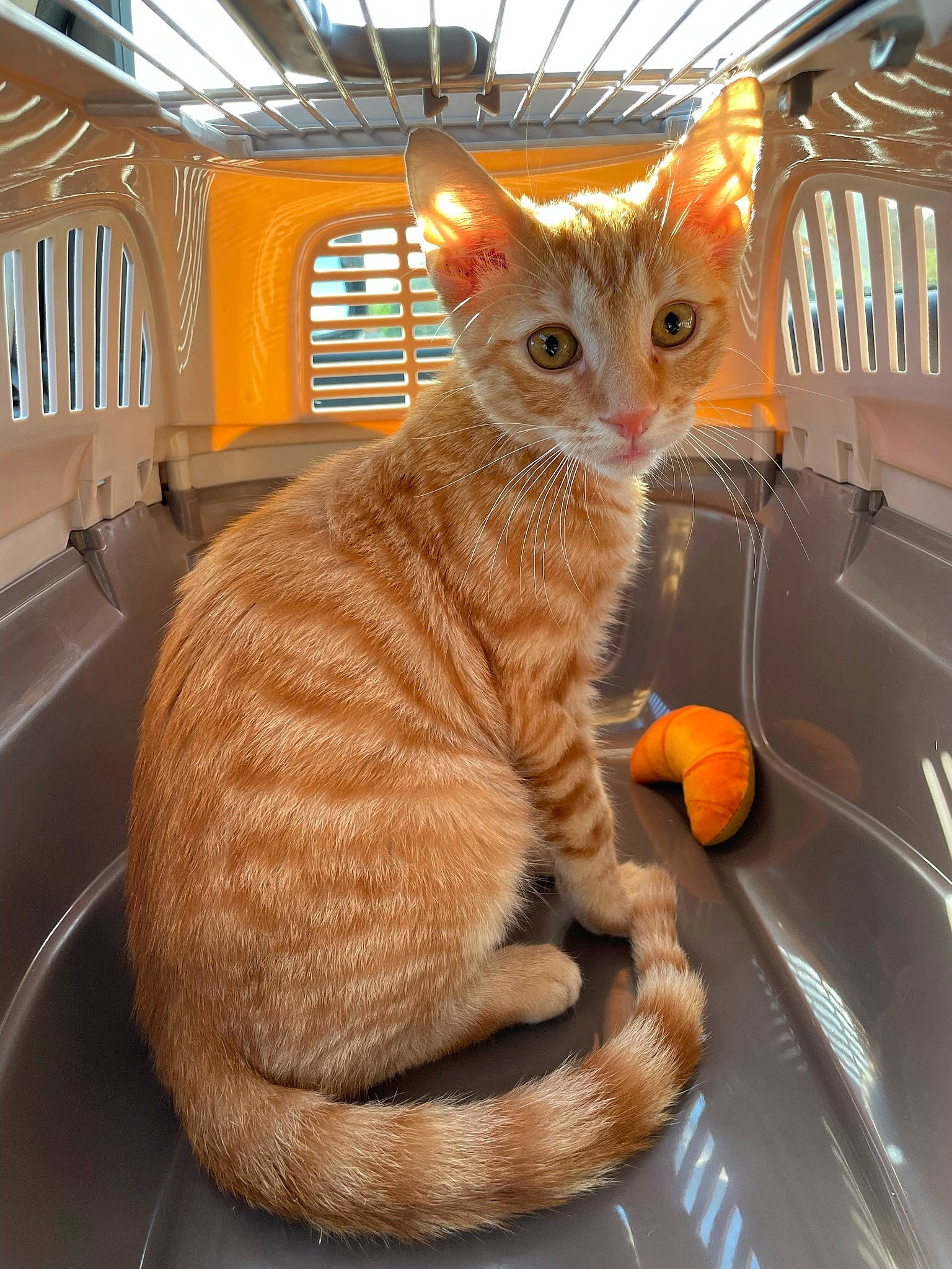 Dunkin joined the competition — help win amazing prizes! animal_shelter, carnivore, cat, cat_supply, claw, comfort, domestic_short_haired_cat, fawn, felidae, fur, orange, paw, pet_supply, service, small_to_medium_sized_cats, snout, tail, terrestrial_animal, whiskers, window