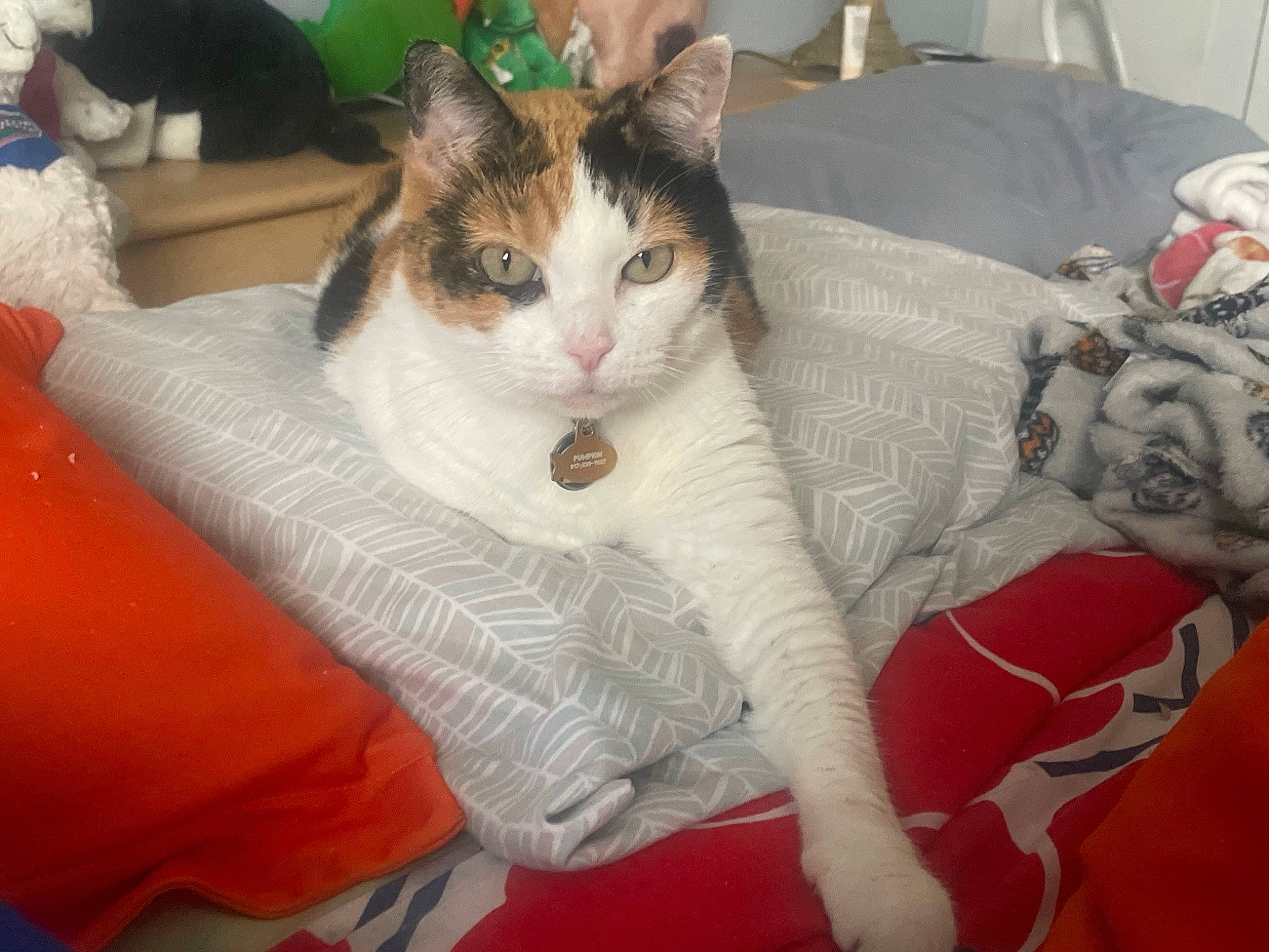 Pumpkin is registered to the contest to win money with this photo: carmine, carnivore, cat, cat_supply, comfort, couch, domestic_short_haired_cat, fawn, felidae, fur, lap, linens, paw, sitting, small_to_medium_sized_cats, snout, tail, textile, vertebrate, whiskers