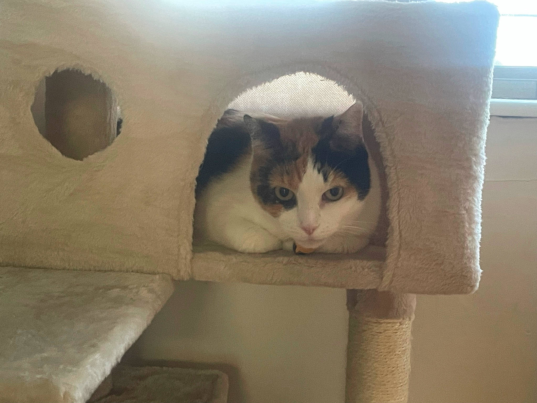 Pumpkin joined the competition — help win amazing prizes! box, cardboard, carnivore, cat, cat_bed, cat_supply, comfort, domestic_short_haired_cat, felidae, fur, grey, hardwood, paw, pet_supply, room, small_to_medium_sized_cats, snout, tail, whiskers, wood