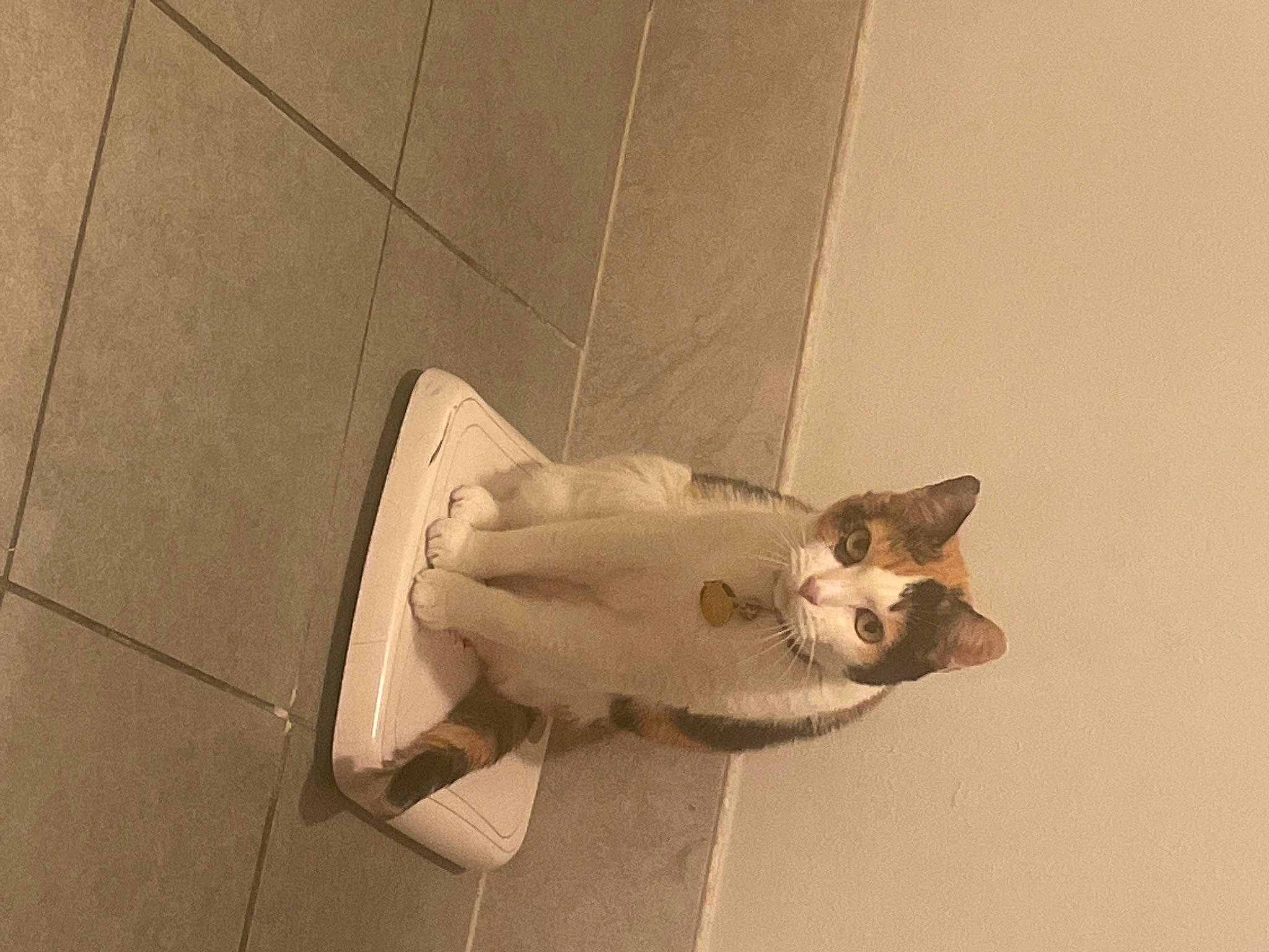 Pumpkin is registered to the contest to win money with this photo: cardboard, carnivore, cat, domestic_short_haired_cat, fawn, felidae, floor, flooring, fur, hardwood, human_leg, paper_product, paw, room, small_to_medium_sized_cats, snout, tail, tile_flooring, whiskers, wood