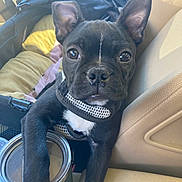 Figaro is registered to the contest to win money with this photo: puppy, dog, black_dog, car_interior, seat, tumbler, pet, cute, ears, eyes, paw, resting, travel, young_dog, canine, looking, closeup, companion, adorable, animal