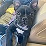 puppy, dog, black_dog, car_interior, seat, tumbler, pet, cute, ears, eyes, paw, resting, travel, young_dog, canine, looking, closeup, companion, adorable, animal