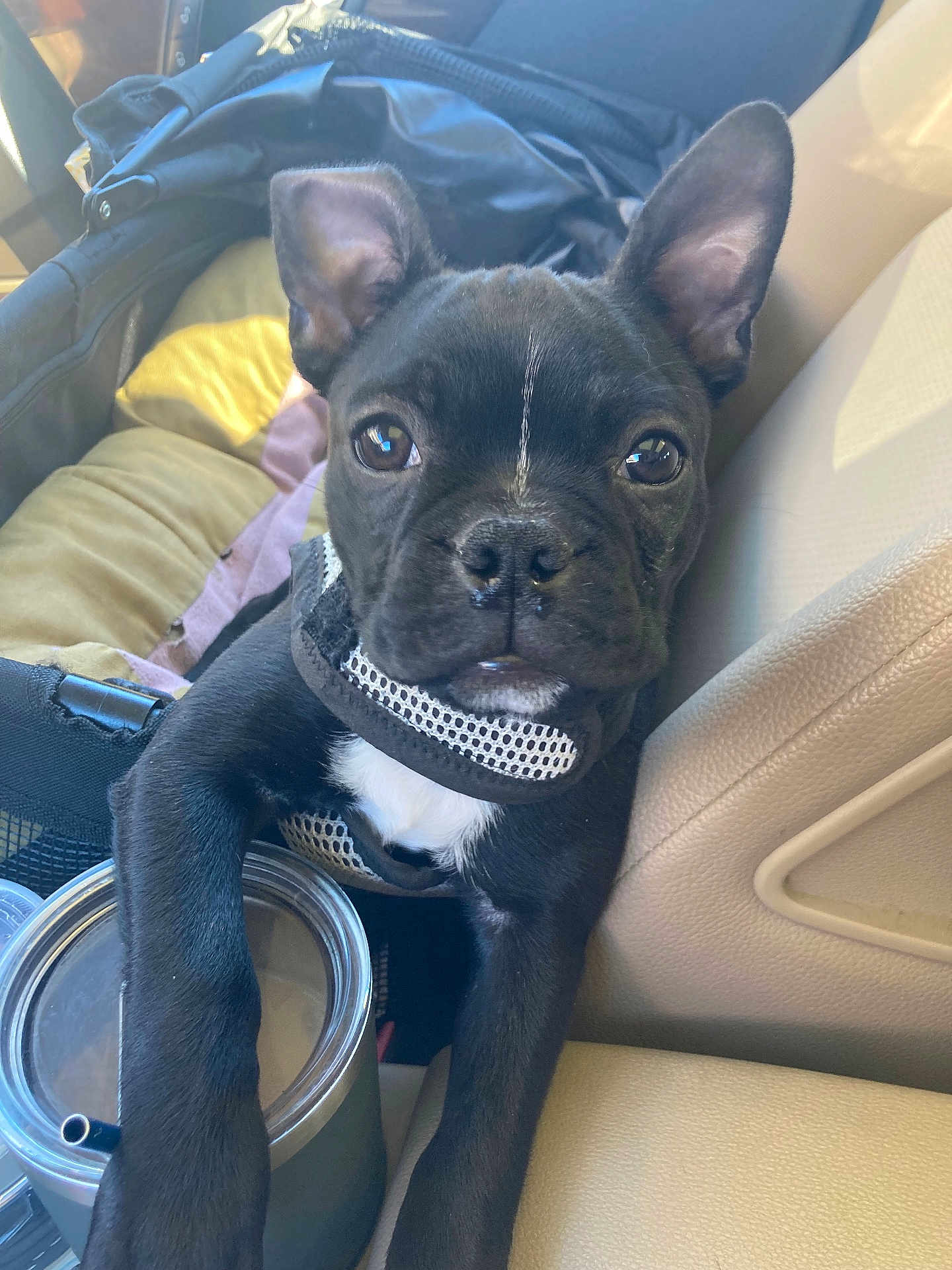 Figaro is registered to the contest to win money with this photo: puppy, dog, black_dog, car_interior, seat, tumbler, pet, cute, ears, eyes, paw, resting, travel, young_dog, canine, looking, closeup, companion, adorable, animal
