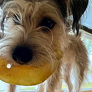 Jetta joined the competition — help win amazing prizes! dog, close_up, pet, animal, indoor, window, chip, snack, fur, brown, black_nose, curious, playful, scruffy, ears, mouth, tongue, light, daylight, texture