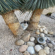 Mistigri participe au concours pour gagner de l'argent avec cette photo : animal, cat, daylight, decor, garden, greenery, nature, outdoor, palm_tree, pebbles, plant, quiet, relaxed, resting, rocks, scenery, statue, sunlight, trunk, wildlife
