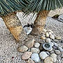 animal, cat, daylight, decor, garden, greenery, nature, outdoor, palm_tree, pebbles, plant, quiet, relaxed, resting, rocks, scenery, statue, sunlight, trunk, wildlife