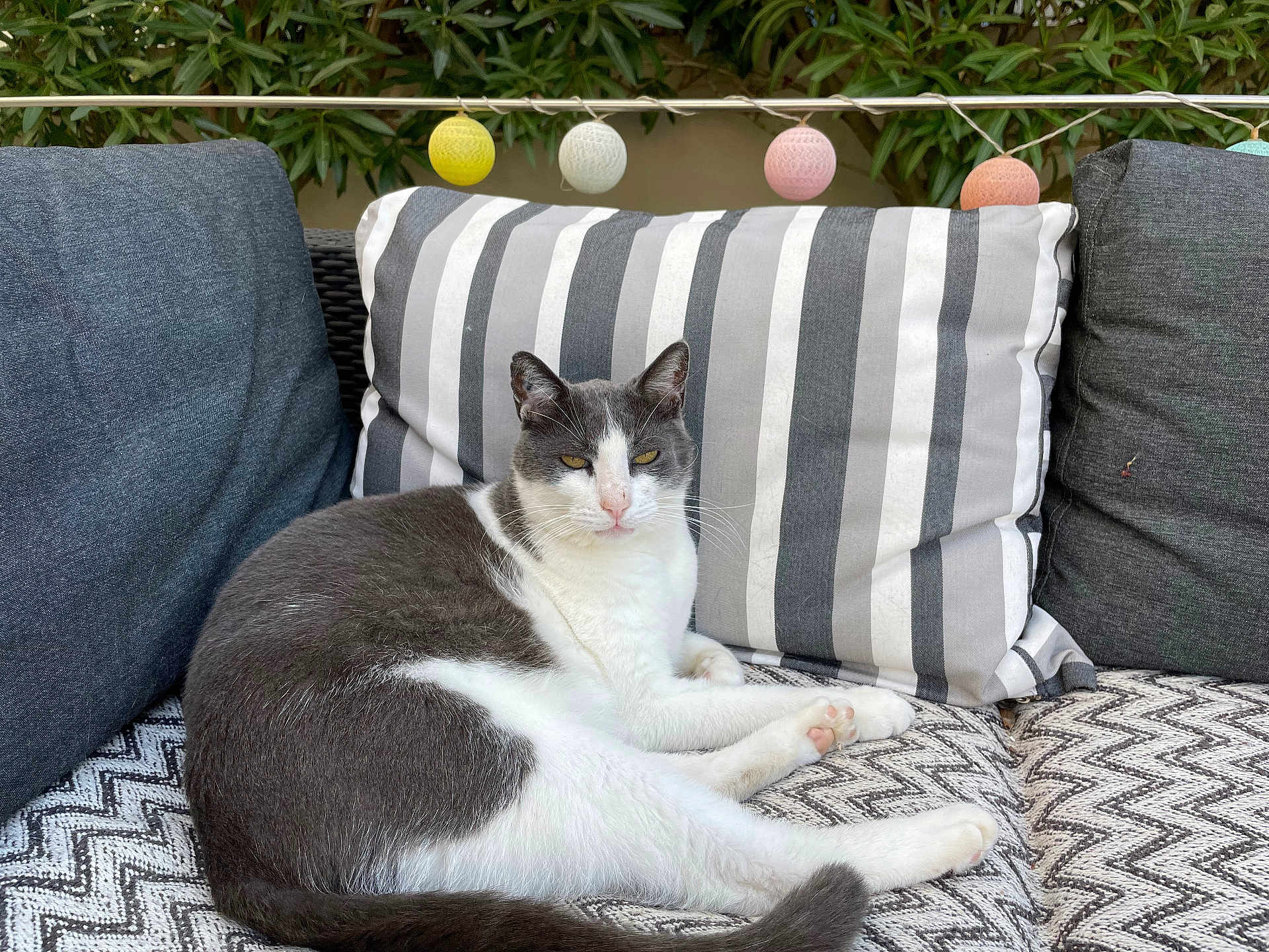 Mistigri a rejoint le concours — aidez-le/la à gagner de superbes lots ! cat, comfort, couch, cozy, feline, fur, garden, gray, leaves, outdoor, patterned, pet, pillow, relaxed, sitting, string_lights, striped, tail, whiskers, white