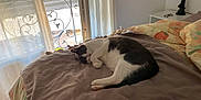 Mistigri participe au concours pour gagner de l'argent avec cette photo : animal, bed, blanket, cat, comfort, cozy, curtain, daylight, domestic, furniture, home, indoor, light, pet, quiet, relaxing, resting, sleeping, soft, window