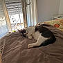 animal, bed, blanket, cat, comfort, cozy, curtain, daylight, domestic, furniture, home, indoor, light, pet, quiet, relaxing, resting, sleeping, soft, window