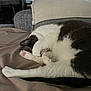 Mistigri participe au concours pour gagner de l'argent avec cette photo : animal, blanket, cat, comfort, couch, cozy, curled_up, cute, feline, fur, gray, home, indoor, paw, pet, relaxing, resting, sleeping, soft, white
