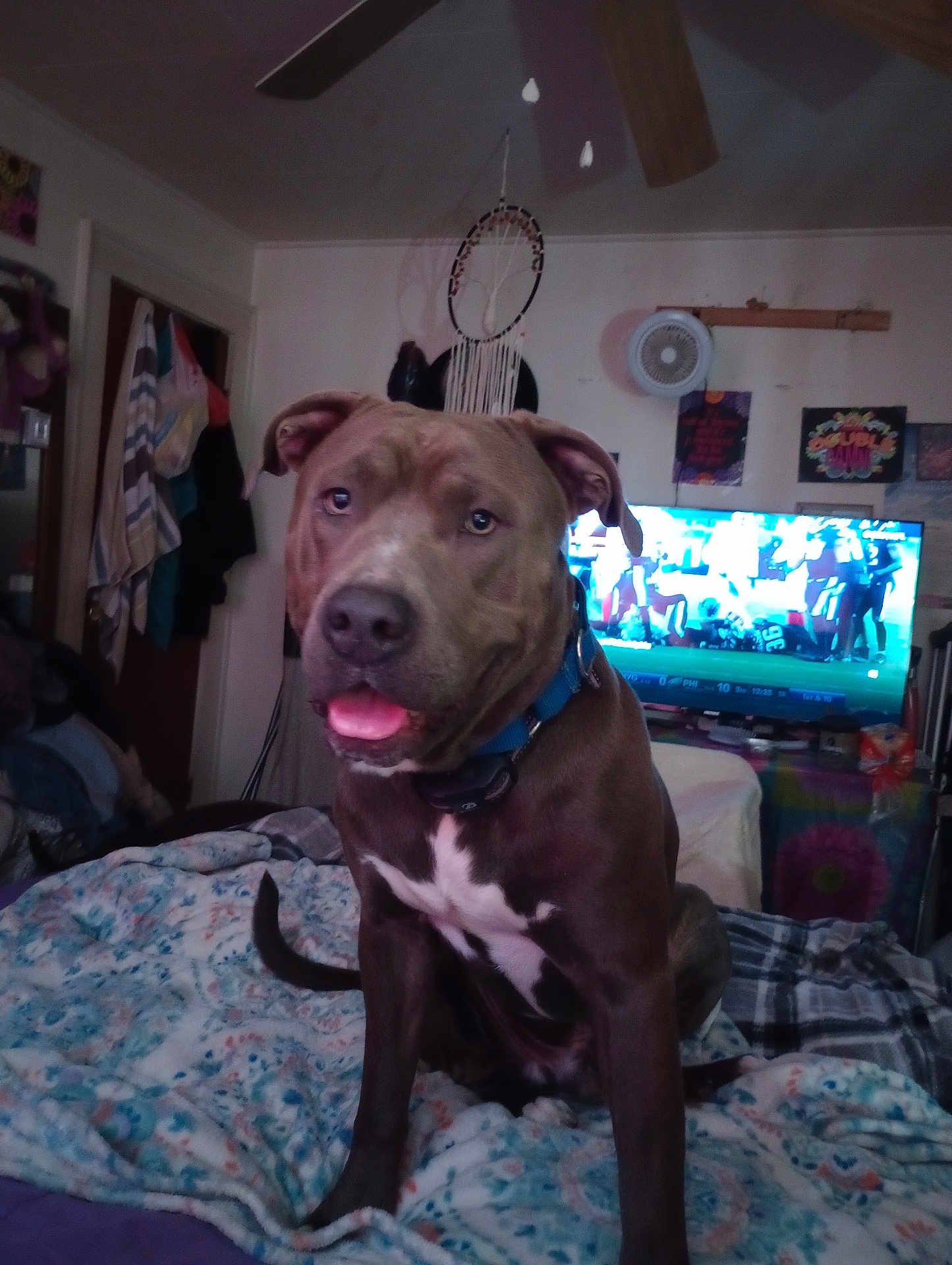 Bear is registered to the contest to win money with this photo: dog, blue_collar, blanket, bedroom, television, sports, dreamcatcher, wall_art, fan, door, clothing, indoor, pet, furniture, happy, brown_dog, seated, tongue_out, fabric, home