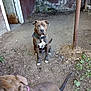 dog, brown_dog, sitting, collar, outdoor, dirt_ground, rusty_door, wall, pole, fence, curious, pet, animal, canine, two_dogs, nature, daylight, closeup, looking, ground