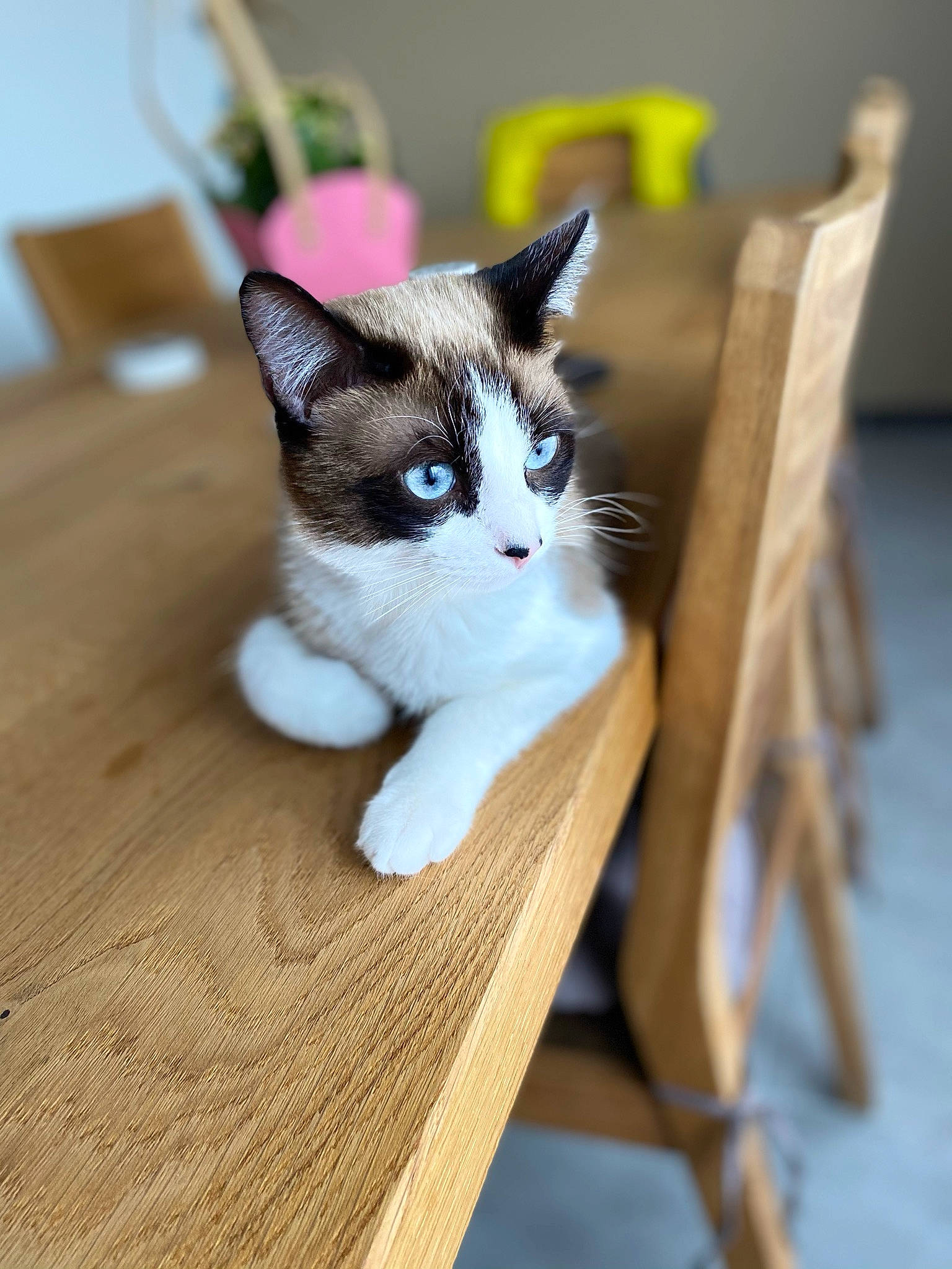 Hakan a rejoint le concours — aidez-le/la à gagner de superbes lots ! carnivore, cat, chair, domestic_short_haired_cat, eye, fawn, felidae, flooring, formal_wear, fur, hardwood, plywood, small_to_medium_sized_cats, snout, table, tail, tree, whiskers, wood, wood_stain