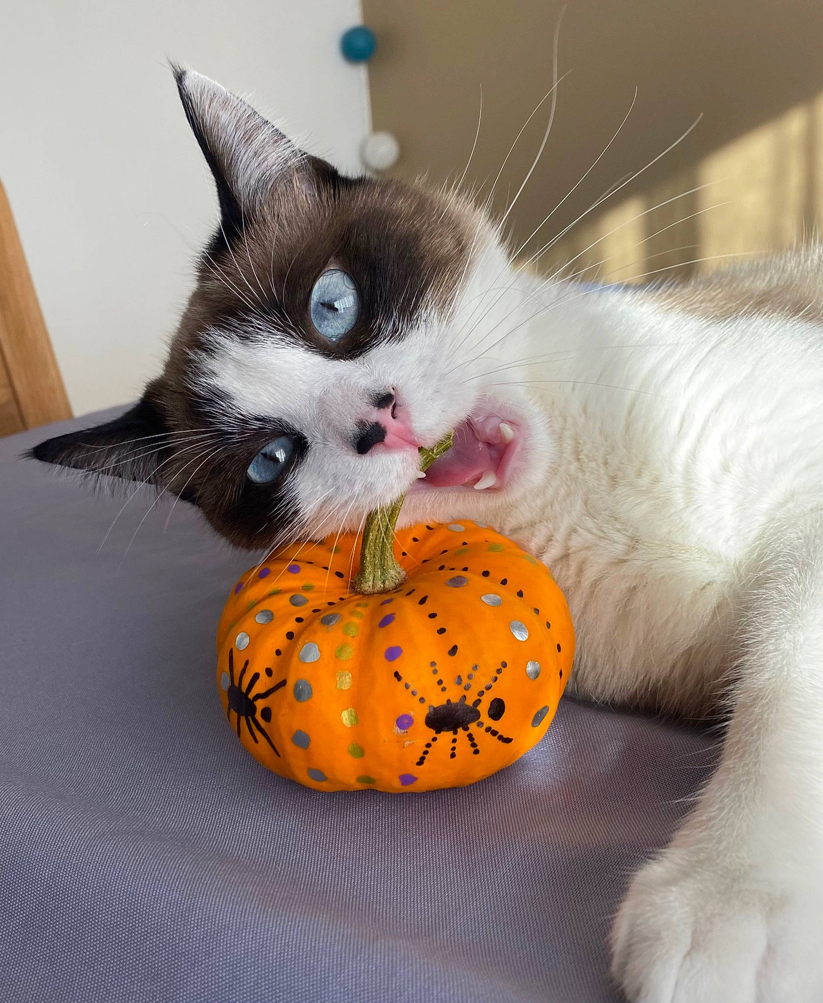 Hakan participe au concours pour gagner de l'argent avec cette photo : calabaza, carnivore, cat, cat_supply, comfort, cucurbita, domestic_short_haired_cat, felidae, food, fruit, gourd, natural_foods, paw, pumpkin, small_to_medium_sized_cats, snout, squash, tail, vegetable, whiskers