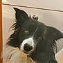 animal, black_and_white, border_collie, brown_eyes, cabinet, canine, companion, curious, cute, dog, domestic_animal, fluffy, friendly, fur, head_tilt, indoors, kitchen, looking, pet, portrait