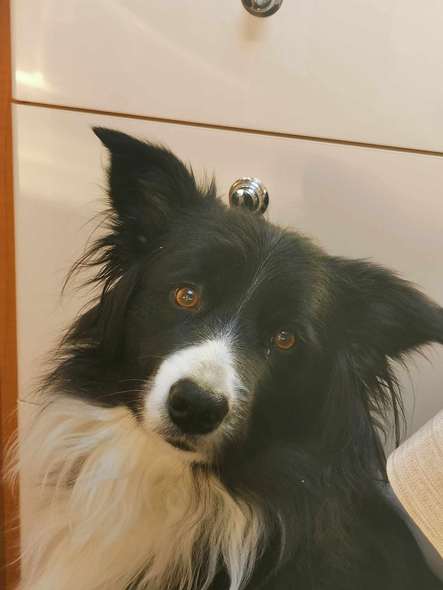 Pearl a rejoint le concours — aidez-le/la à gagner de superbes lots ! animal, black_and_white, border_collie, brown_eyes, cabinet, canine, companion, curious, cute, dog, domestic_animal, fluffy, friendly, fur, head_tilt, indoors, kitchen, looking, pet, portrait