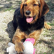 Morgan participe au concours pour gagner de l'argent avec cette photo : bosnian_coarse_haired_hound, canidae, carnivore, companion_dog, dog, dog_breed, hound, hunting_dog, mammal, polish_hound, rare_breed_dog, sporting_group, styrian_coarse_haired_hound, vertebrate