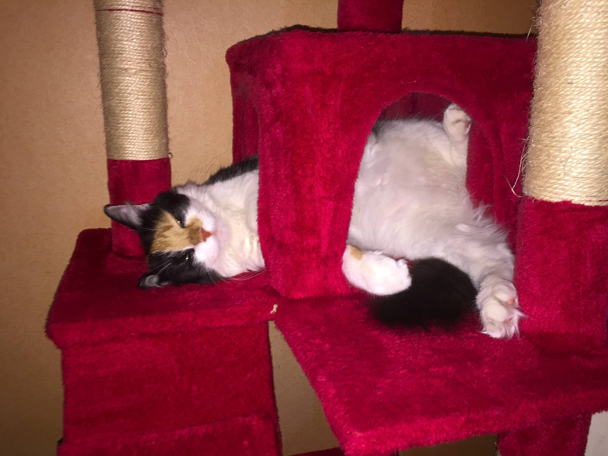 Angel participe au concours pour gagner de l'argent avec cette photo : carnivore, cat, cat_furniture, felidae, fur, kitten, small_to_medium_sized_cats, tail