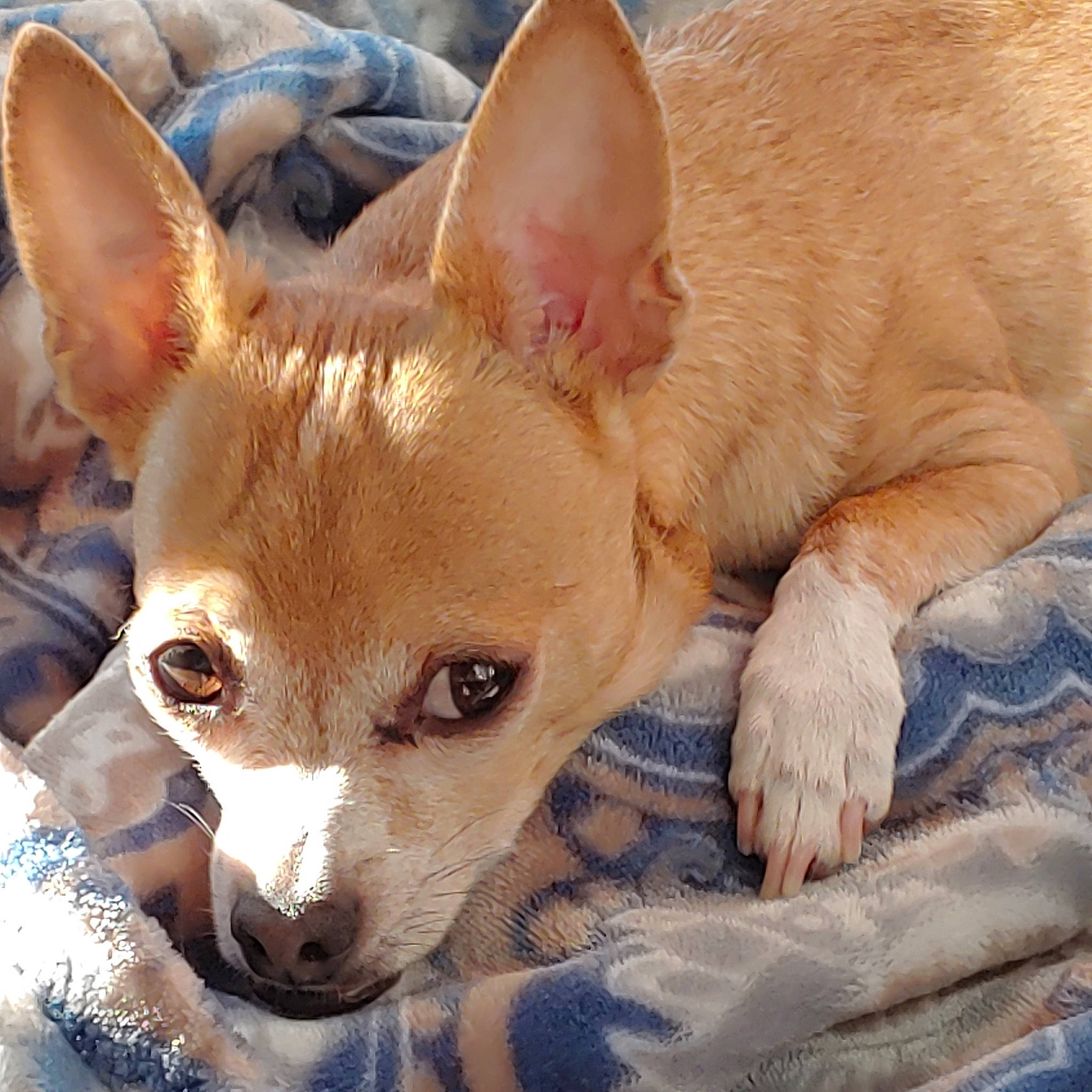 Sushi Rock joined the competition — help win amazing prizes! ancient_dog_breeds, canidae, carnivore, carolina_dog, chihuahua, companion_dog, corgi_chihuahua, dog, dog_breed, ear, fawn, mammal, pembroke_welsh_corgi, portuguese_podengo, puppy, snout, teddy_roosevelt_terrier, vertebrate, welsh_corgi, whiskers