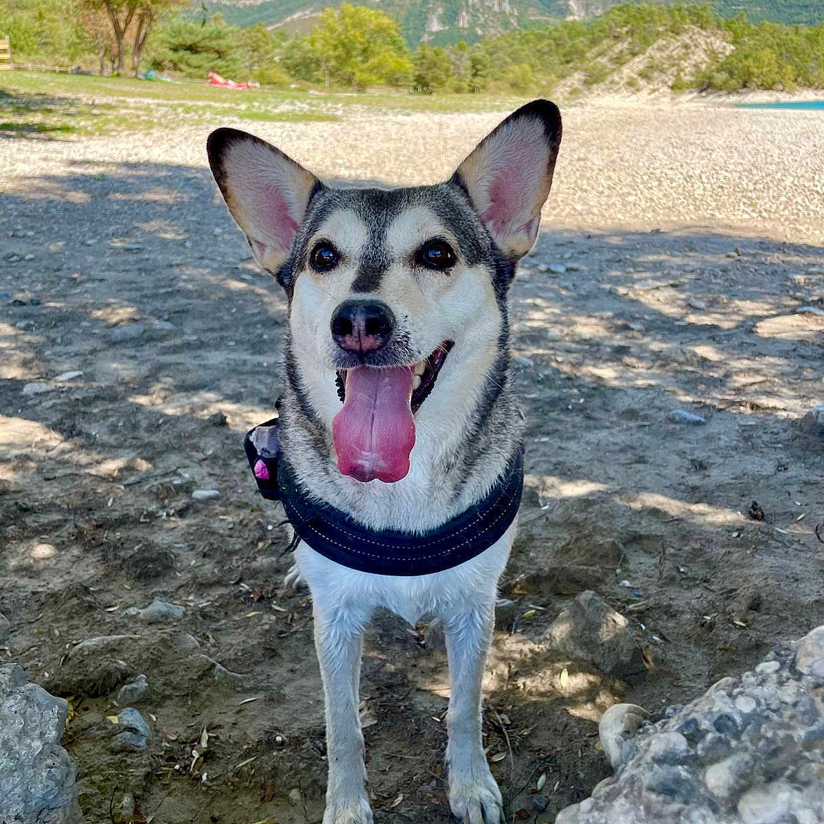 Fleya participe au concours pour gagner de l'argent avec cette photo : animal, architecture, beach, building, canine, coast, dog, face, husky, nature, outdoors, pet, puppy, rock, sea, shelter, shoreline, sky, soil, water