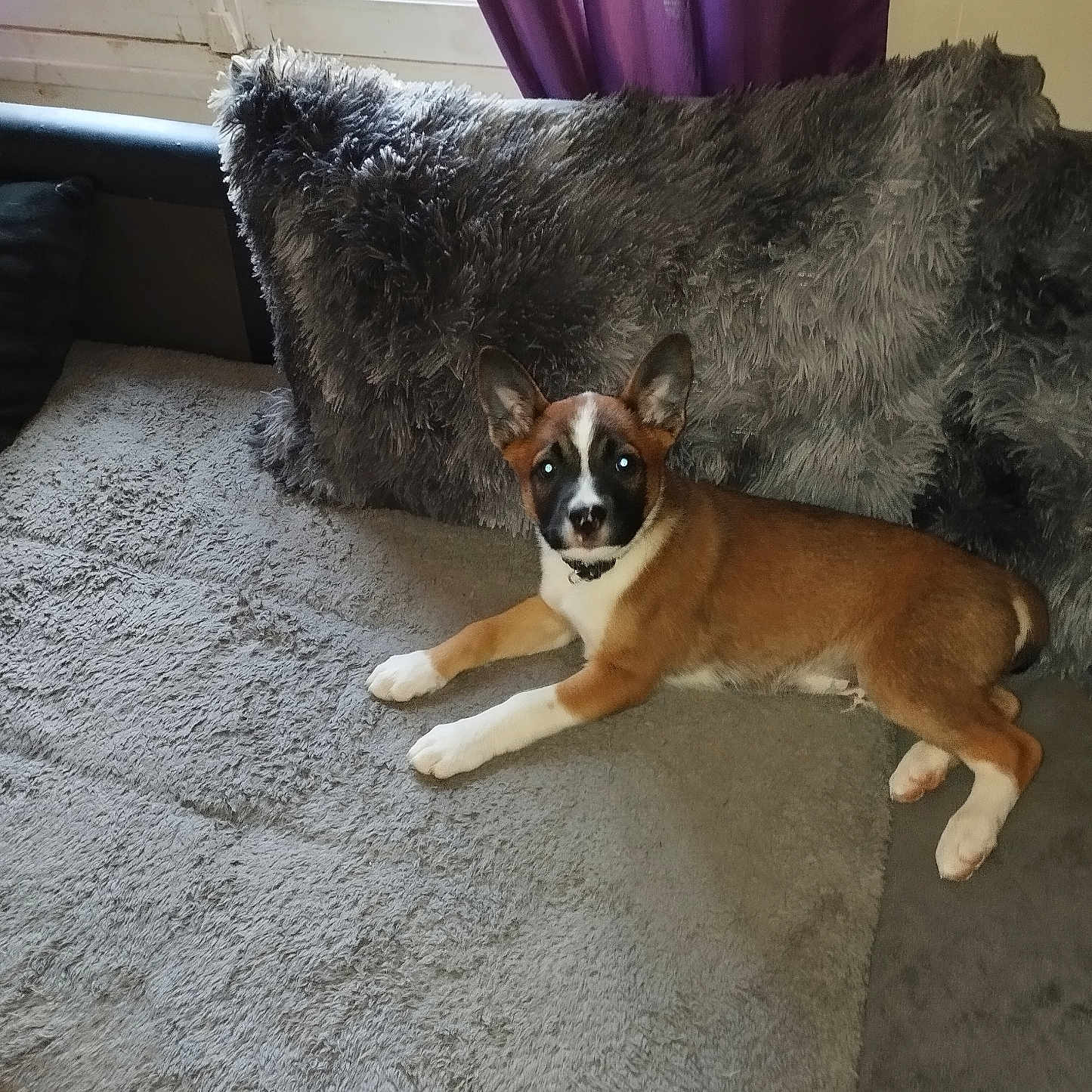 Milo a rejoint le concours — aidez-le/la à gagner de superbes lots ! animal, architecture, building, canine, chair, chihuahua, couch, cushion, dog, furniture, homedecor, hound, husky, indoors, interiordesign, livingroom, pet, puppy, room, window