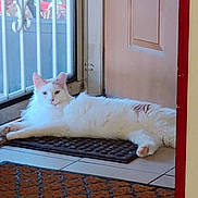 Lightning joined the competition — help win amazing prizes! cat, white_cat, fluffy, indoor, door, glass_door, mat, tile_floor, relaxed, pet, animal, feline, looking_at_camera, calm, curious, resting, home, window, light, doorframe