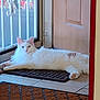 cat, white_cat, fluffy, indoor, door, glass_door, mat, tile_floor, relaxed, pet, animal, feline, looking_at_camera, calm, curious, resting, home, window, light, doorframe