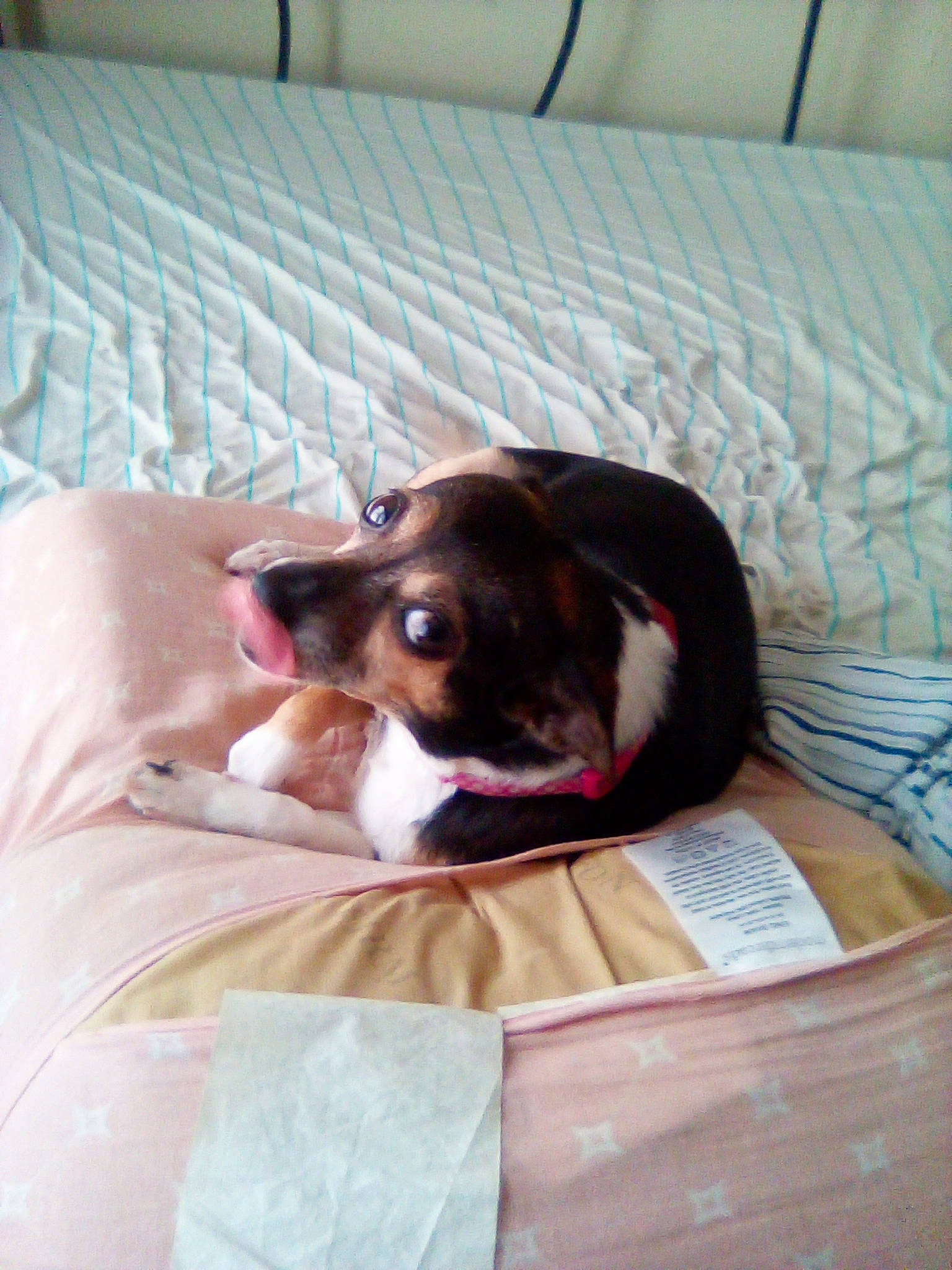 Layla is registered to the contest to win money with this photo: bed, bedding, canidae, carnivore, comfort, companion_dog, couch, dog, dog_breed, fawn, felidae, linens, liver, nap, pillow, room, small_to_medium_sized_cats, sporting_group, toy_dog, working_animal